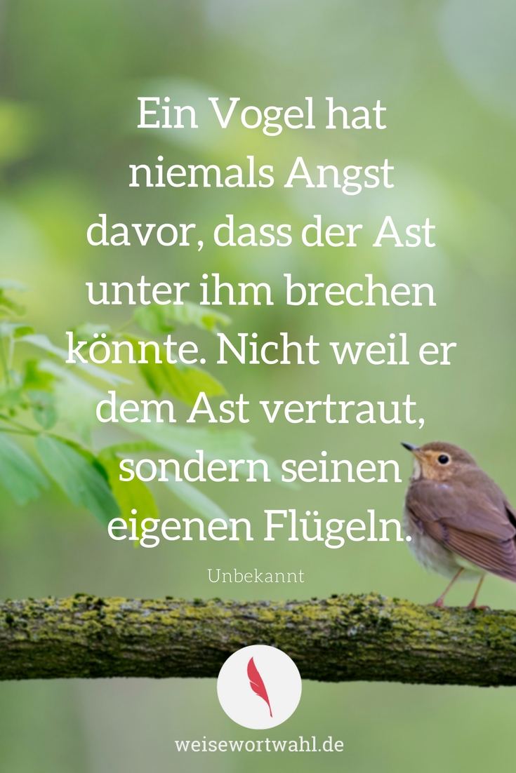 Ein Vogel Hat Niemals Angst Davor